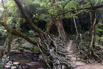 A living root bridge crosses a creek in Meghalaya, India.